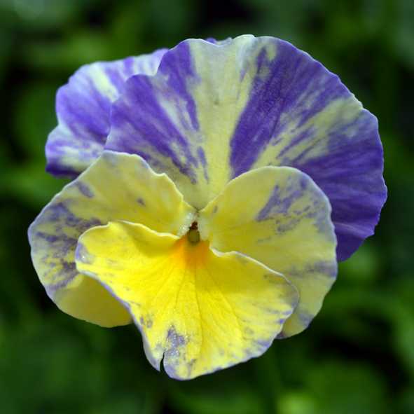 Victorian Viola Abigail